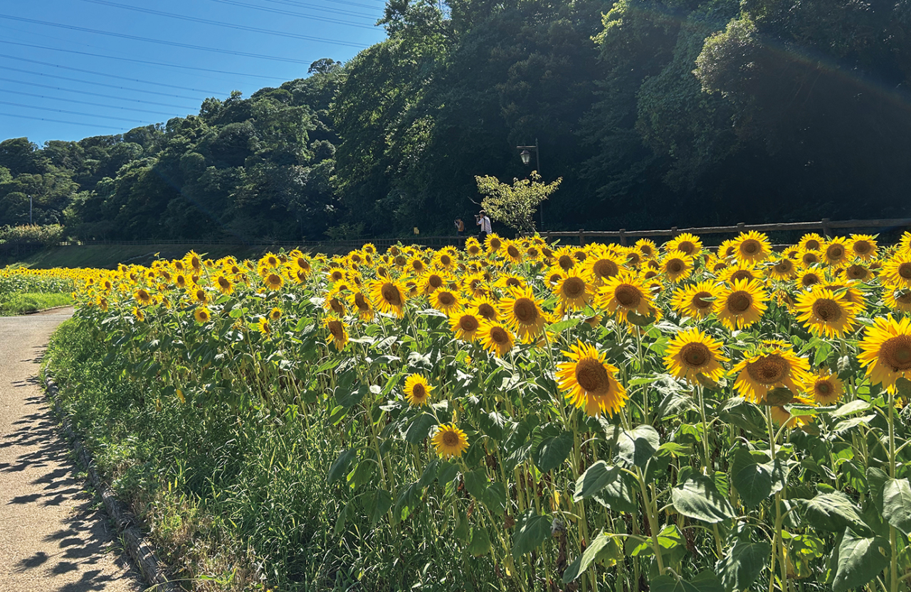 くりはま花の国で７月 25日㈯より「ヒマワリまつり」開催（2026年7月17日号横須賀・三浦・湘南版）