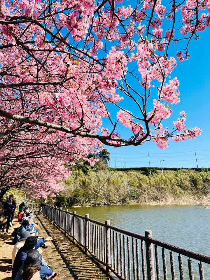 河津桜と菜の花のコントラストが魅力！「三浦海岸桜まつり」（2025年1月24日号横須賀・三浦・湘南版）