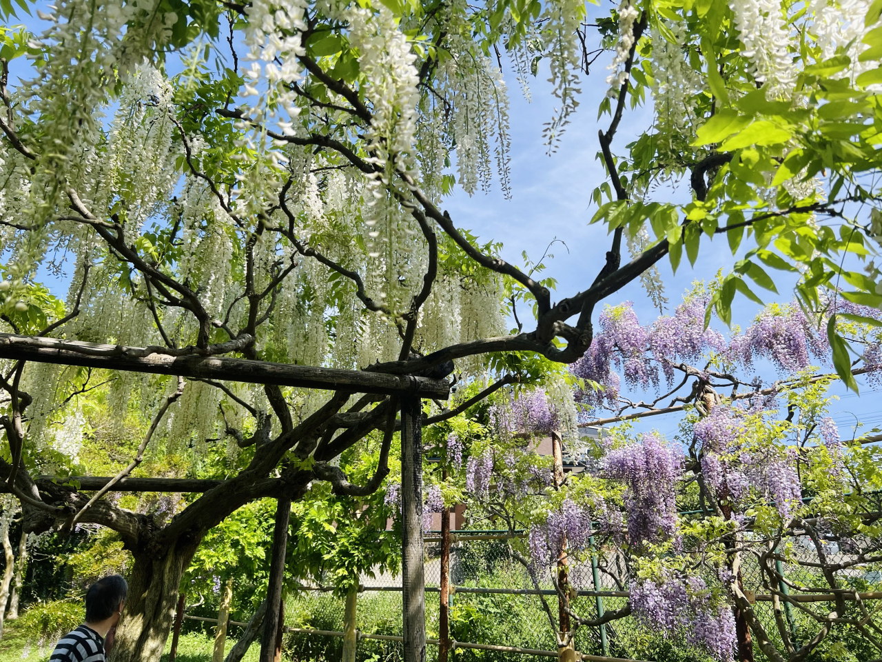 横須賀しょうぶ園で「ふじまつり」開催（2026年4月17日号横須賀・三浦・湘南版）