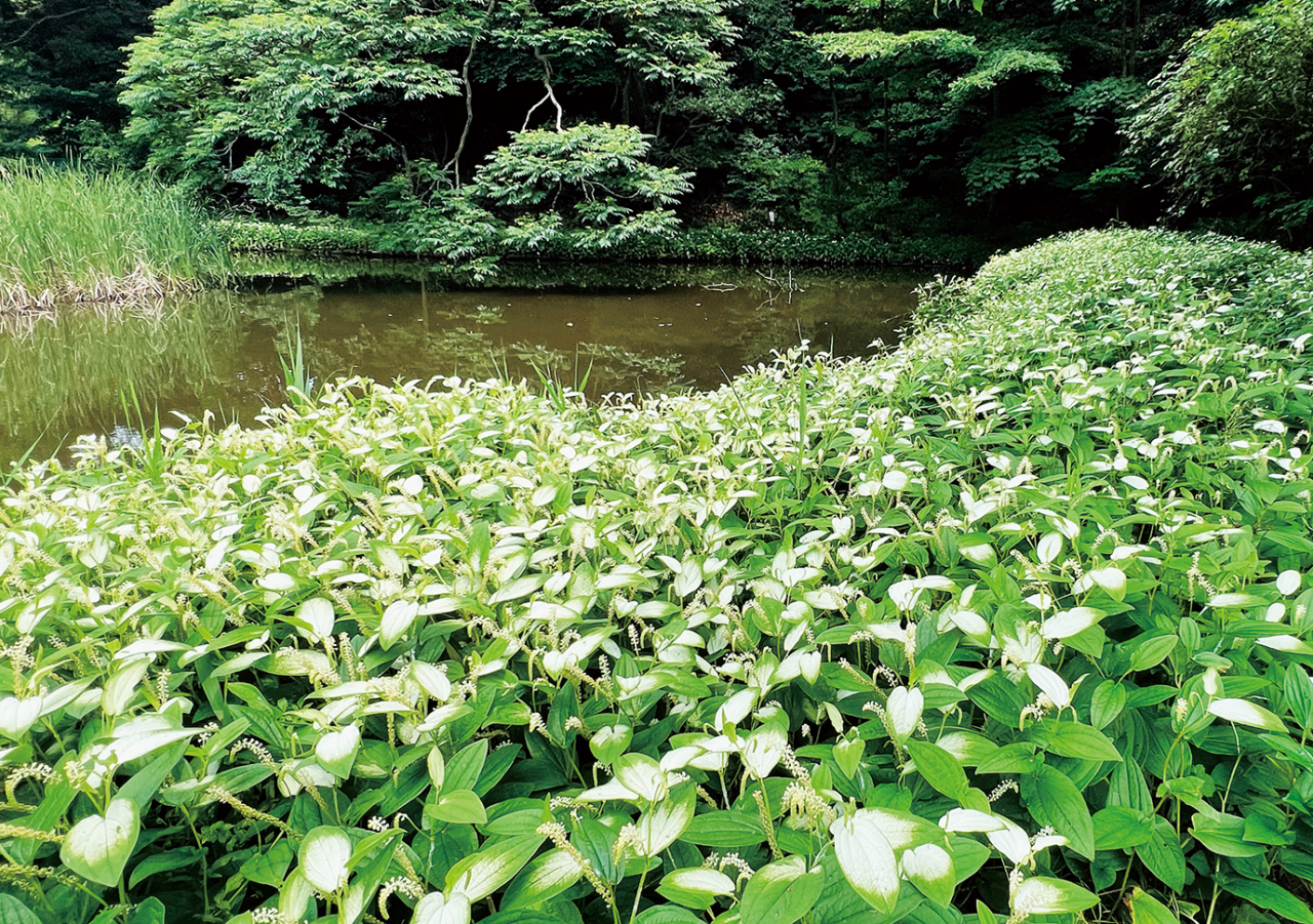 光の丘水辺公園にて６月21日㈯〜27日㈮まで「ハンゲショウ」一般公開（2025年6月20日号横須賀・三浦・湘南版）