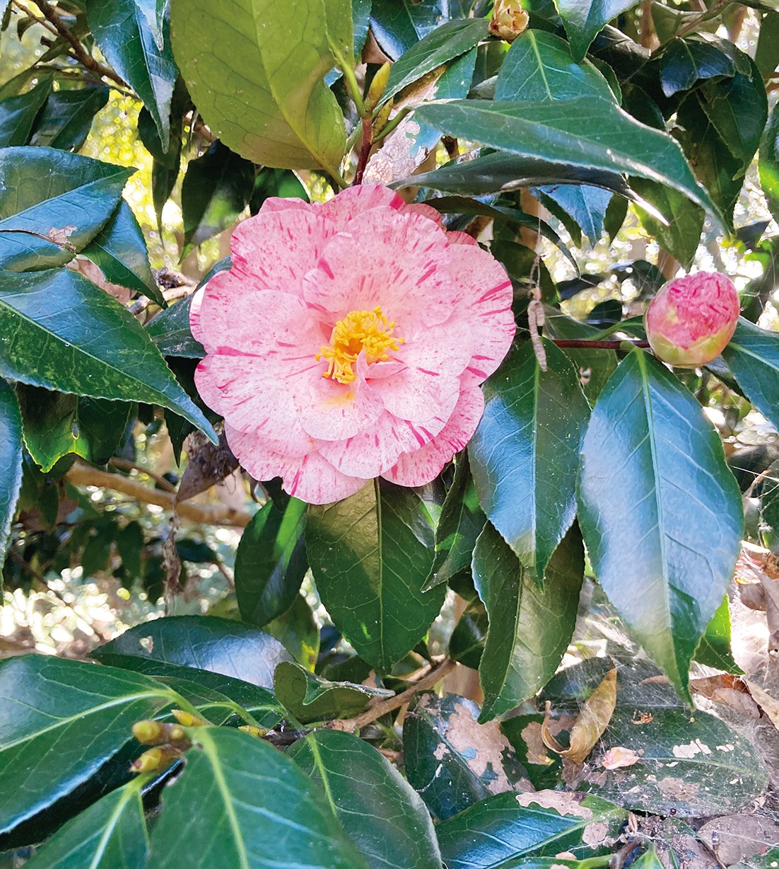 くりはま花の国のツバキが見頃（2025年1月24日号横須賀・三浦・湘南版）