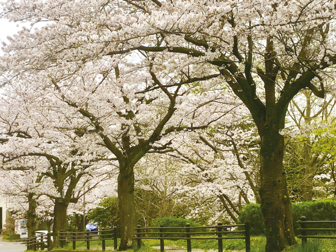 「桜山」の頂上に整備された桜の名所（2022年3月11日号横須賀・三浦・湘南版）