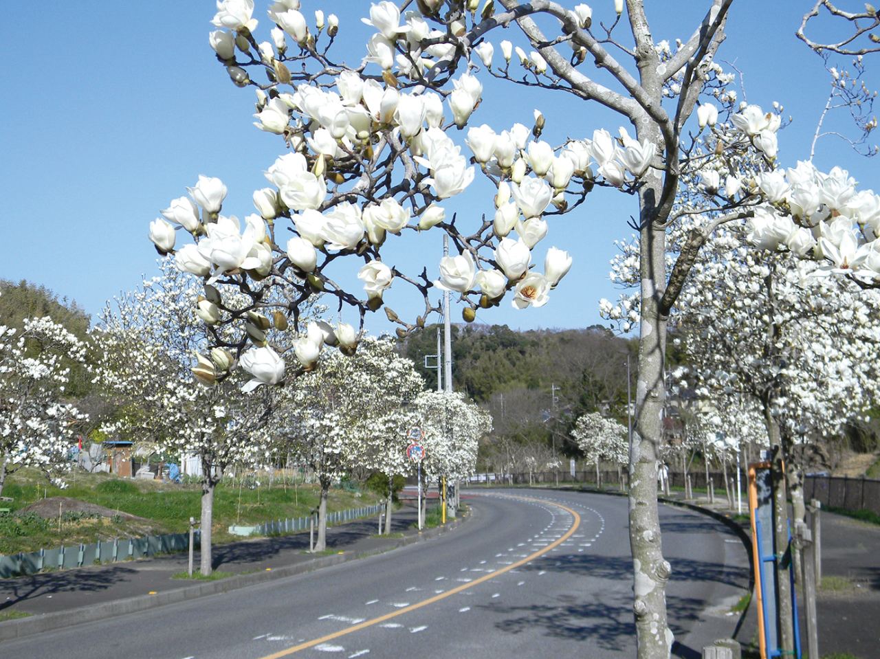 春を先取り！ハクモクレンの道市道「坂本芦名線」（2023年2月10日号横須賀・三浦・湘南版）