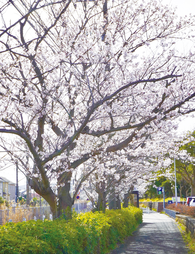 心躍る桜並木を歩こう！ 逗子市第一運動公園（2023年3月10日号横須賀・三浦・湘南版）