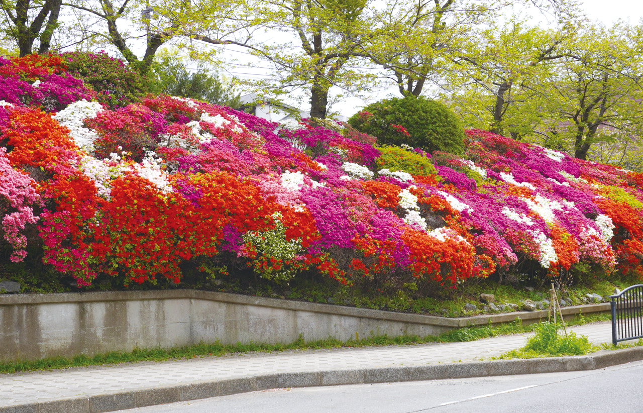 花さんぽ：約15,000株のツツジが見事「花の木公園」（2023年4月14日号横須賀・三浦・湘南版）