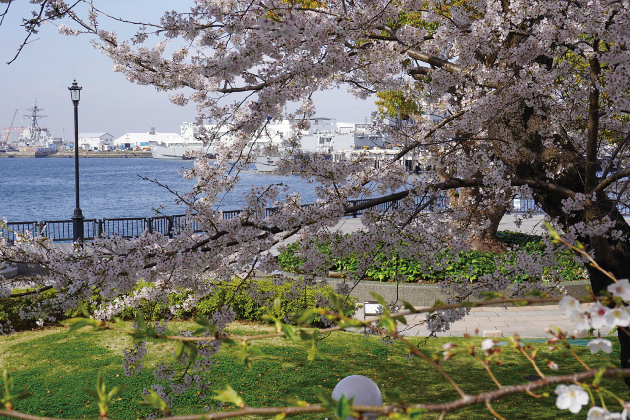 おすすめ桜スポット【ヴェルニー公園】（2024年3月15日号横須賀・三浦・湘南版）