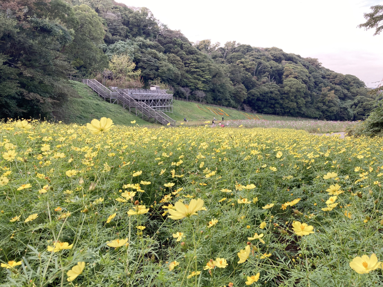 くりはま花の国で９月７日㈯より「コスモスまつり」（2024年9月6日号横須賀・三浦・湘南版）