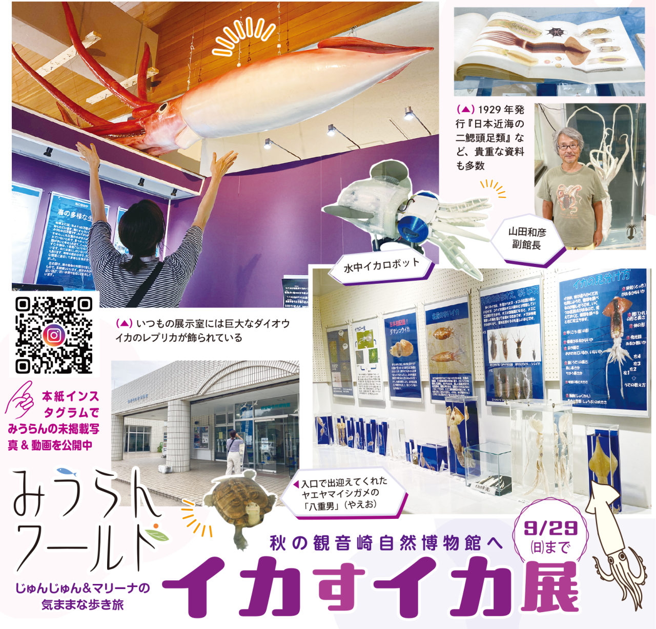 【みうらんワールド】秋の観音崎自然博物館へ！「イカすイカ展」開催中（2024年9月20日号横須賀・三浦・湘南版）