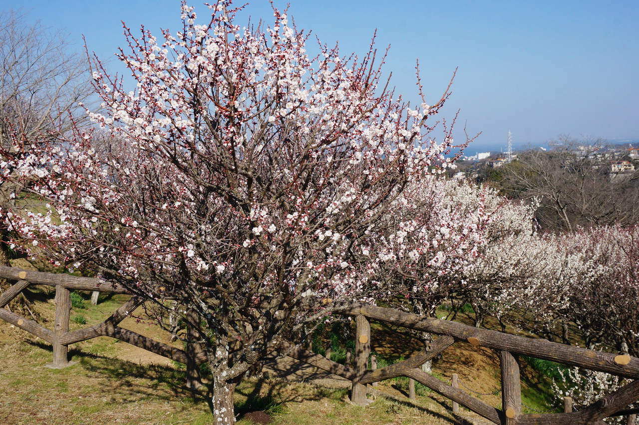 三浦半島随一の梅林で早春の景観を楽しもう！（2025年2月7日号横須賀・三浦・湘南版）