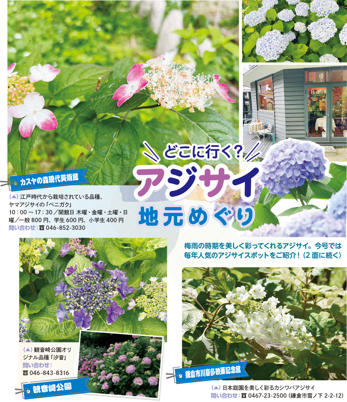 どこに行く？アジサイ地元めぐり（2025年6月6日号横須賀・三浦・湘南版）