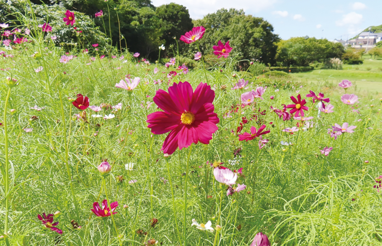 県立観音崎公園　「花の広場」にコスモス５万本（2025年8月22日号横須賀・三浦・湘南版）