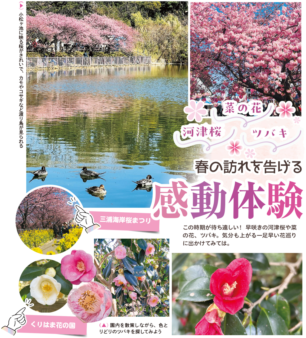 河津桜！菜の花！ツバキ！春の訪れを告げる感動体験（2026年2月6日号横須賀・三浦・湘南版）