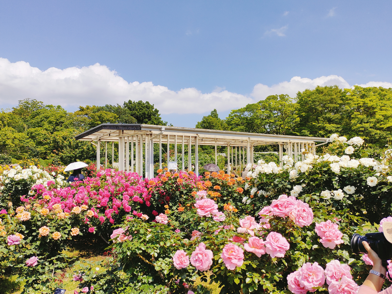 4月25日（土）〜5月6日(水）まで「フラセンGreen Walk2026」（横須賀・三浦・湘南版）