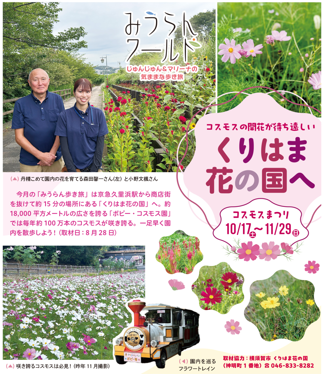 コスモスまつりが待ち遠しい！くりはま花の国へ（2026年9月18日号横須賀・三浦・湘南版）