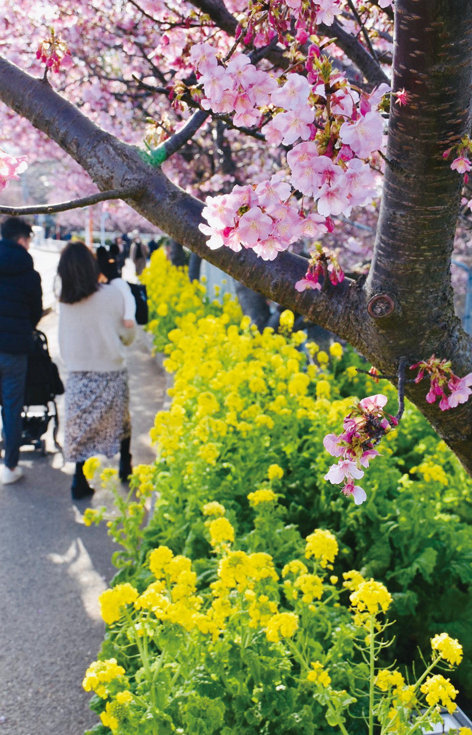 菜の花とのコントラストが見事な河津桜（2022年2月4日号横須賀・三浦・湘南版）