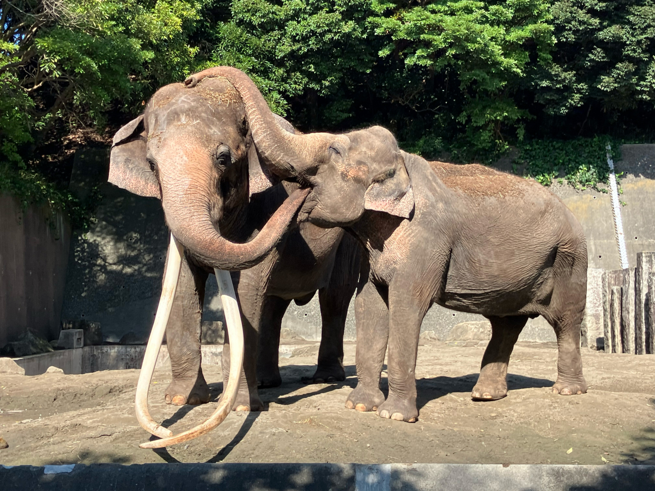 インドゾウの「ボン」と「ヨーコ」
—金沢動物園で紡ぐ40年の物語—（2025年5月16日号金沢版）
