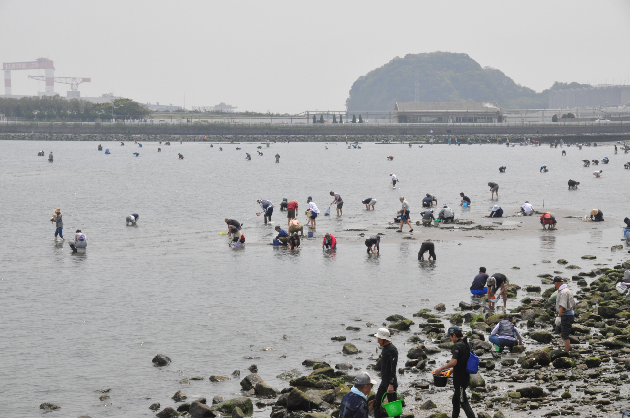 ​潮干狩りの舞台裏とは？天然アサリ激減と空飛ぶ泥棒への対策（2026年3月号金沢版）