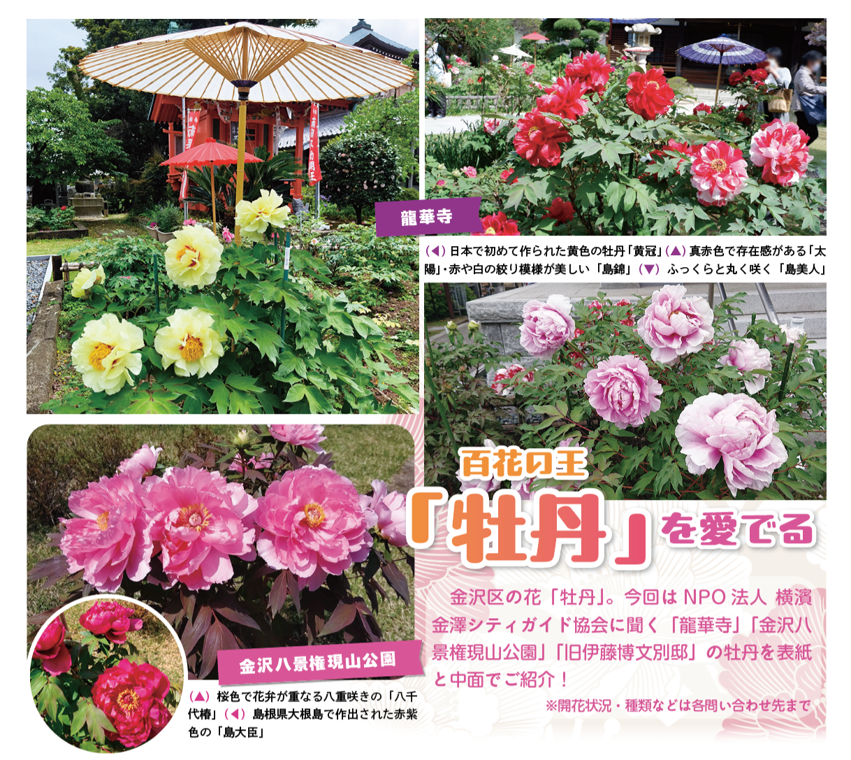 百花の王「牡丹」を愛でる（2026年4月号金沢版）